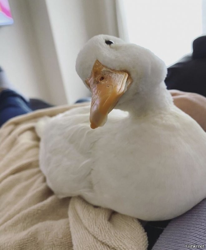 Солянка от 30.11.2021