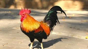 На видео курица, петух с: хвостом, гребнем, шпорами.