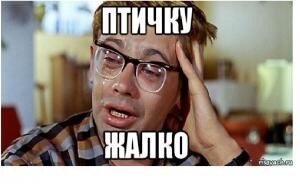 Курица не оставила  ястребу шансов на спасение