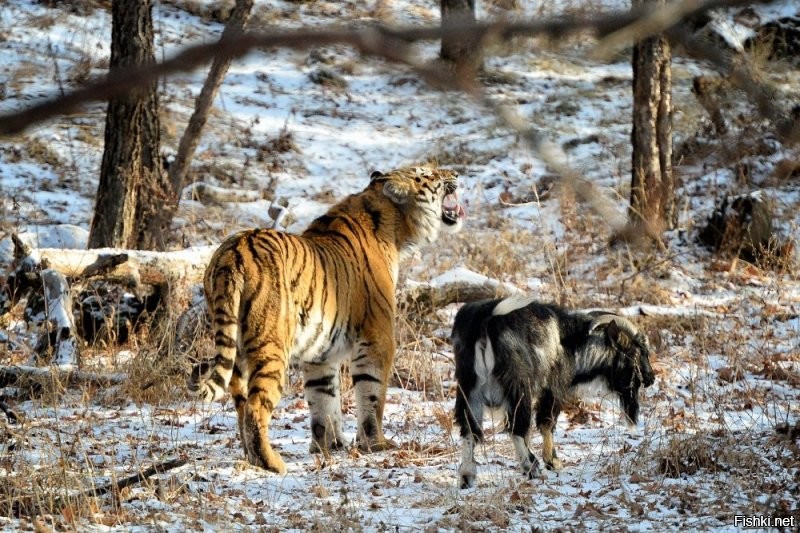 Козел Тимур и тигр Амур вышли в соцсети
