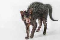 А как же очаровашка Ликой?