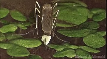 Возможный вид с переди.