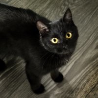 Моя ушастая. Подобрал на улице.