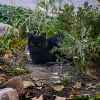 Моя ушастая. Подобрал на улице.