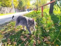 Беспечный бродяга.