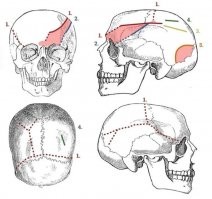 "Следующая часть тела, которая в наибольшей степени пострадала – это собственно голова, причем как можно видеть наибольшее количество ударов приходится справой стороны. Как отмечает Бойлстон это обусловлено тем, что большинство воинов были правшами, соответственно удар наносился справа налево."

Автор, ты запутался с правыми и левыми руками. Правша бьёт справа, соответственно у противника страдает левая сторона тела - левая сторона головы и левая нога. Посмотри на фотки, что ты привёл. Раны на черепе с левой стороны.