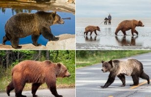 "Художник Владимир Зуйков вспоминал, что когда над этим персонажем стали работать мультипликаторы, возникла небольшая ошибка, и Винни стал шагать как новобранец, не умеющий маршировать."

Это не ошибка! Медведи - иноходцы. Все точно нарисовано.