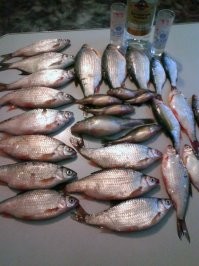 Из ротана котлеты, из окуня уха отличная. Самую мелочь кошка трескает. А потом кто сказал, что она только мелочь ловит - сорогу очень приличную, берёт и вялит, а окунь тож разный бывает ловится.