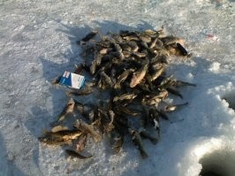 Моя благоверная