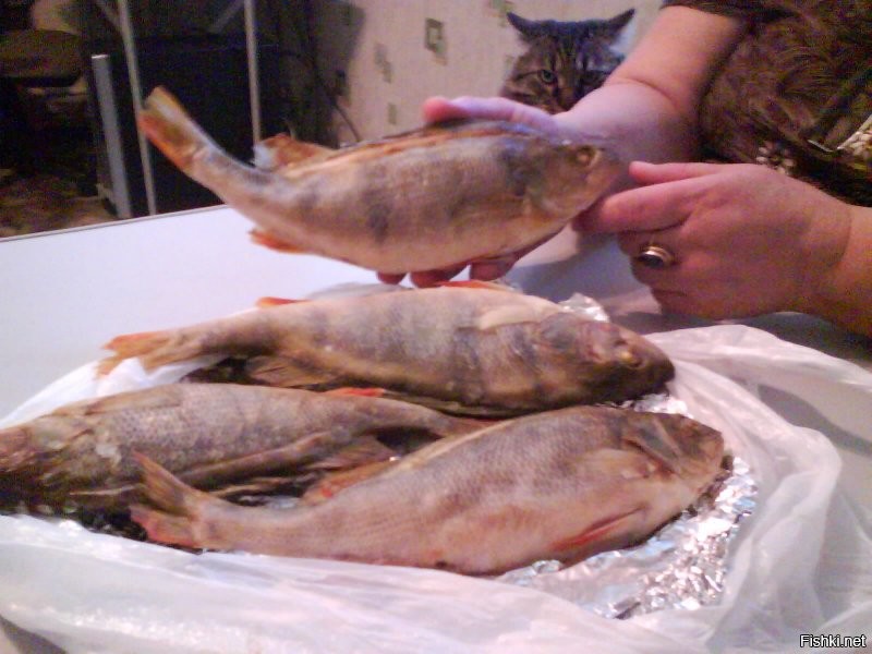 Из ротана котлеты, из окуня уха отличная. Самую мелочь кошка трескает. А потом кто сказал, что она только мелочь ловит - сорогу очень приличную, берёт и вялит, а окунь тож разный бывает ловится.