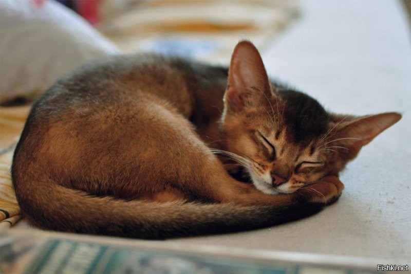 Солянка от 01.12.2021