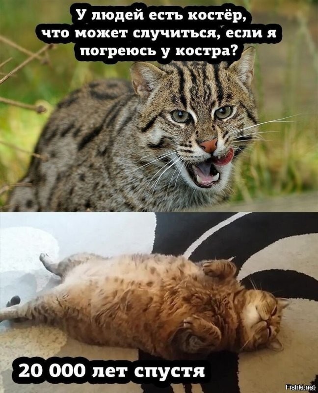 Солянка от 30.11.2021