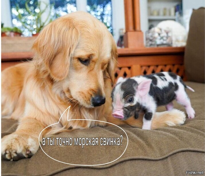 Солянка от 01.12.2021