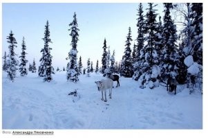 Автор: Лора Белоиван

Как писают в тундре

Вот многие спрашивают: «Лора, а как в тундре с туалетом?» «А с туалетом в тундре,   говорю я,   всё замечательно. Нигде больше вы не найдёте такого шикарного туалета, как в тундре (тут я тяну из пачки розового "Собрания" удлинённую сигаретину и делаю паузу, чтобы нервно закурить). Этот туалет простирается буквально от горизонта до горизонта, и единственное неудобство, с которым вы можете столкнуться при акте каканья или писанья, это...» Впрочем, это не единственное неудобство.

 Когда-то я имела дело с туалетом, у которого не было потолка, трёх стен и двери. Туалет находился на территории нашей с экс-мужем дачи, поэтому какое-то время он нас не раздражал, но мы все равно потом сделали себе новый, со стенами и даже неким подобием журнального столика. Доставшееся же нам от прежних хозяев тубзо представляло собой 4 вкопанных в землю столба, между которыми болтались драные ковровые дорожки. Вместо крыши над тубзом нависала кедровая ветка, на которой вечно лежал сугроб снега. Выпрямляясь, посетитель уборной обязательно задевал башкой сугроб и стряхивал его себе за шиворот. Так вот, когда я очутилась в оленьем стойбище, то воспоминание о тубзе с непрочным сугробом над головой оказалось одним из самых тёплых и, по меньшей мере трижды в день, я была готова отдать по ведру чая за каждую из трёх его ковровых дорожек. Я забыла сказать, что пакетированный чай в тундре ценится несколько выше, чем какое-нибудь говно типа Хеннеси. В приютившем меня стойбище уважали «Липтон».
 
Часа через три после приезда, надувшись с дороги «Липтона» с привезенной мною же сгущенкой, я выбралась из чума посмотреть, куда можно было бы этот «Липтон» выпустить из организма. Для красоты я захватила с собой фотокамеру, никого, впрочем, не обманувшую: «Лора,   сказали мне добрые хозяева,   ты если поссать хочешь, берегись оленей». Про оленей я не поняла, но переспрашивать не стала. «Нет,   сказала я, незаметно зардевшись в полумраке чума,   я хочу пофотографировать».

 Снаружи было очень просторно. Низко над тундрой висело солнце, во всю ивановскую демонстрируя мне широкие возможности для фотографирования: сколько ни напрягай объектив, ни одного мало-мальски подходящего укрытия. Между чумов бродили олени, задумчиво ковыряясь копытами в снегу. Выглядели они, несмотря на рога, миролюбиво. «Липтон», между тем, с каждой минутой делал мою жизнь всё более трудной. Я отошла метров на двадцать от крайнего чума, спустила портки и, выставив голую задницу на минус 47 при ветре 15 м/сек, тут же перестала её чувствовать. Но мне было не до задницы: процесс изгнания «Липтона» затмил мне в тот момент всё. Именно поэтому я не сразу обратила внимание на какой-то неясный движняк позади себя. А когда обернулась, то даже не испугалась: выражение лиц у оленей, несущихся ко мне, было сосредоточенным, но не враждебным. Они смели меня, по-моему, даже не заметив, и принялись жрать снег там, где я только что сидела на корточках. В чум я вернулась сильно озадаченная. До этого я думала, что северные олени едят исключительно ягель.

 Тот факт, что надо мной ржали, я здесь упоминать не буду, тем более что ржали надо мной беззлобно. Мне есть, чем гордиться: я оказалась легко обучаемая, о чём ныне и присно сообщаю в резюме при попытках куда-нибудь трудоустроиться. В следующий поход до ветру я пошла уже со знанием дела, захватив с собой в чисто поле длинную палку по имени «хорей». Хорей этот, ничего общего не имеющий с ямбом и прочими поэтическими прибамбасами, обычно используется погонщиками оленей в качестве дрына, которым следует подпихивать любителей человеческой мочи, если они слишком тормозят в дороге. В тот раз я выдернула хорей из сугроба рядом с чумом и пошла в снега, напевая какую-то мужественную херню вроде «Ты теперь в Армии». Олени, разом наплевав на ягель, собрались в кучу и пошли за мной, как дети за крысоловом. Я сменила песню на «Три кусочека колбаски» (посмотрела б на вас, что б вы вспомнили спеть при похожих обстоятельствах), но скоты не отставали. Я прибавила шагу, олени перешли на рысь. Я побежала, олени пустились в галоп, обогнали меня и остановились посмотреть, где я там. Я издали показала им хорей, и они подошли поближе. Двое из них дали почесать себя меж рогов, а один – потрогать за нос. Нос у северных оленей волосатый, если кто не знает.
 
Мы стояли напротив друг друга: я и штук двадцать оленей, выжидающих, когда я перестану страдать хернёй и наделаю им наконец жёлтого снега. Я замахнулась хореем, они слегка пригнули головы и не сдвинулись с места. «Пошли вон отсюда!!!»   крикнула я и затопала ногами, мгновенно провалившись в наст до середины ширинки. Олени стояли и смотрели, как я выбираюсь из снега. Пара-тройка из них вытянула шеи, чтобы проверить, не оставила ли я в снегу немножко мочи, а один даже сунулся с этим вопросом непосредственно ко мне . «Пошел вон, козёл»,   сказала я, ударила его по харе и в этот момент до тошноты напомнила себе институтку, попавшую в кубло нахалов и отбивающуюся от них веером.
В чум я вернулась ни с чем. То есть, наоборот.

 - Ну как? – спросила Алла Айваседо. Мы с ней познакомились в Самбурге, хороший город, тыща человек населения, включая интернатских детей. Это Алла привезла меня в стойбище к своим родственникам, представив как «хорошую русскую, правда, немного того».

 - Да никак,   сказала я.

  Олени? – спросила Алла.

  Как вы вообще тут в туалет ходите? – спросила я.

  Да как. Пошли покажу,   сказала Алла,   я как раз тоже уже хочу.

И мы пошли.

Олени уже разбрелись по стойбищу, но, увидев нас, стали группироваться и готовиться к охоте.

- На них надо крикнуть, они разбегутся,   объясняла Алла на ходу.

  Я орала,   сказал я.

  Да как ты там орала,   махнула она в мою сторону щепкой. Щепку она захватила в чуме у «буржуйки».

  Нормально орала,   сказала я, но, вспомнив институтку, заткнулась.

 Олени шли за нами хорошо обученной «свиньёй».

 Алла остановилась, выковыряла в насте ямку щепочкой и взялась за полы ягушки (это такая девичья малица из оленьих шкур). Олени подошли и встали как вкопанные метрах в двух, не спуская глаз с выколупанной Аллой лунки.
 
- Смотри, как надо,   сказала Алла и, набрав воздуху, крикнула на полтундры:

- А НУ НА *УЙ БЫСТРО!!!

 Олени всё еще бежали, когда Алла встала и расправила ягушку. Когда встала я, олени уже возвращались, но были еще далеко.

С того момента я ходила в тундру без провожатых. «А ну на *уй быстро!!!»   это я ведь и сама умею сказать, когда приспичит. Причем, вскоре выяснилось, что данную фразу не обязательно кричать полностью, достаточно и усеченного варианта. «А ну на *уй!!!»   доносилось время от времени из тундры. Это означало, что кто-то из обитателей стойбища пошёл в туалет.

Через три дня я научилась различать их по голосам.