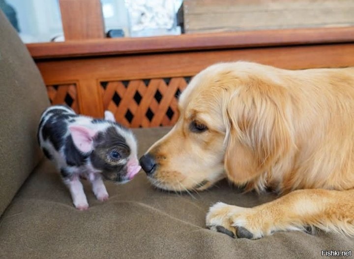 Солянка от 01.12.2021