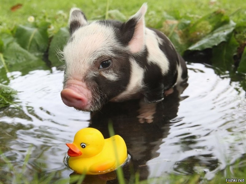 Солянка от 01.12.2021