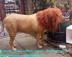 Рысь запрыгнула на вошедшего в дом человека