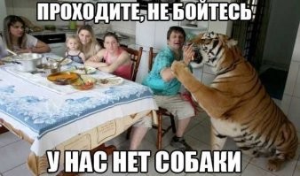 Рысь запрыгнула на вошедшего в дом человека