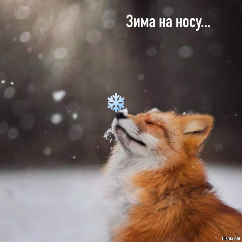 Солянка от 01.12.2021