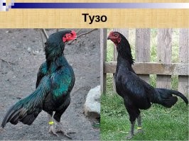 Да вы я смотрю спец большой. не у каждого петуха листовидный гребень. Есть петухи с небольшим, (например ореховидным) гребнем. Гребень и у петуха и у куриц нужен не для красоты - это орган терморегуляции, своего рода радиатор. На видео не совсем ясно петух или курица, шпор не видно, но судя по характерному хвосту я б предположил, что это всё-таки петух, причём судя характерной поджарости - бойцовской породы.