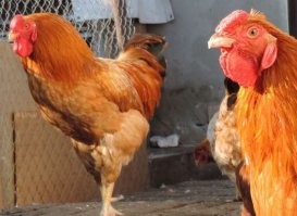 Да вы я смотрю спец большой. не у каждого петуха листовидный гребень. Есть петухи с небольшим, (например ореховидным) гребнем. Гребень и у петуха и у куриц нужен не для красоты - это орган терморегуляции, своего рода радиатор. На видео не совсем ясно петух или курица, шпор не видно, но судя по характерному хвосту я б предположил, что это всё-таки петух, причём судя характерной поджарости - бойцовской породы.