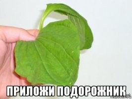 Пять продуктов, которые помогут заживить рану - бери и пользуйся