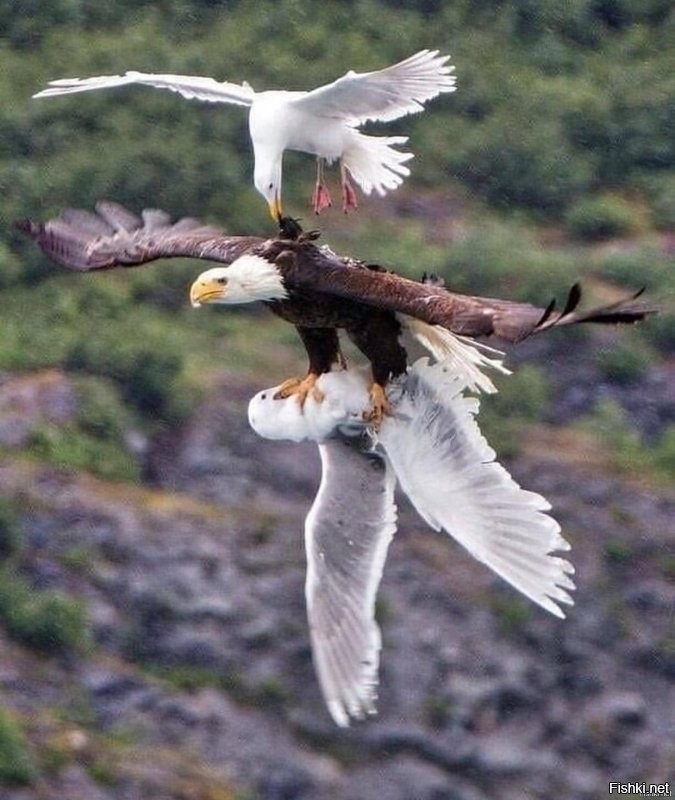 Солянка от 02.12.2021