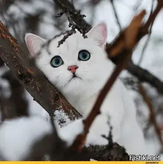 А я для Вас котёнка припасла)