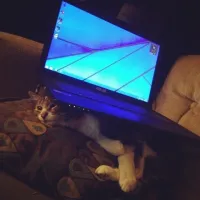 Тут кот отомстил? 
Вентиляция наверное забита напрочь