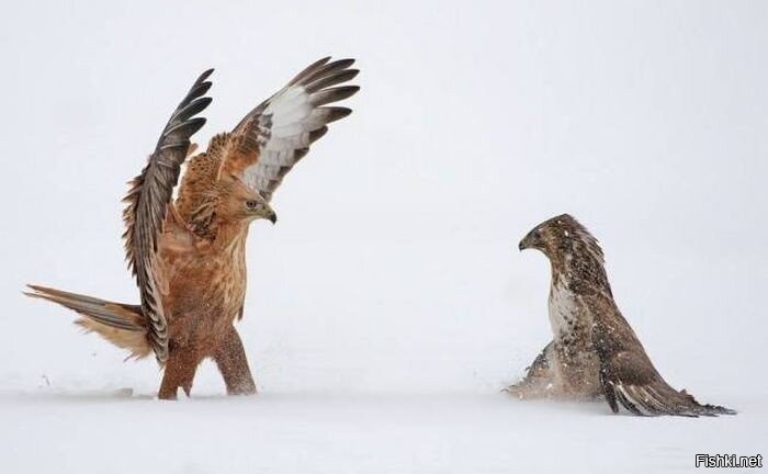 Солянка от 01.12.2021