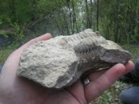 Враньё на счёт трилобита. На фото очевидно обработанный камень. Вы можете найти часть хвоста, головы или туловища, но потом надо долго обрабатывать гравёром. С первого раза у вас не получится, тут нужен навык и различные насадки. По камню кстати видна грубая обработка вокруг трилобита. 
Такой трилобит стоит от 1000$-3000$.

В 99% случаев находят что-то подобное.