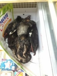 О России глазами человека, проехавшего её на машине в одиночку