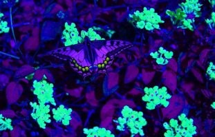 Похоже немного (совсем немного ) на фото в ультрафиолете.
Я вначале так и подумал, что такие фото как то используют.