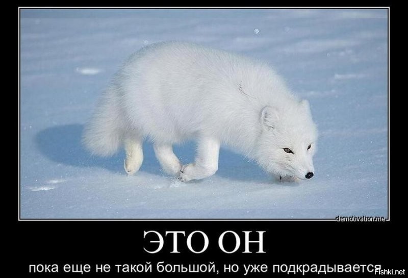 Такой песец красивше