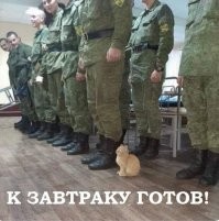 Кот Скрипалей.Начало.