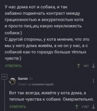 Хозяева хотели порадовать своих котиков и собак подарками, но что-то пошло не так
