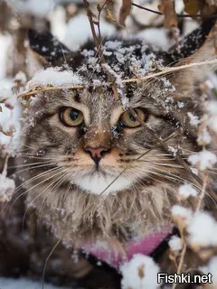 Солянка от 03.12.2021