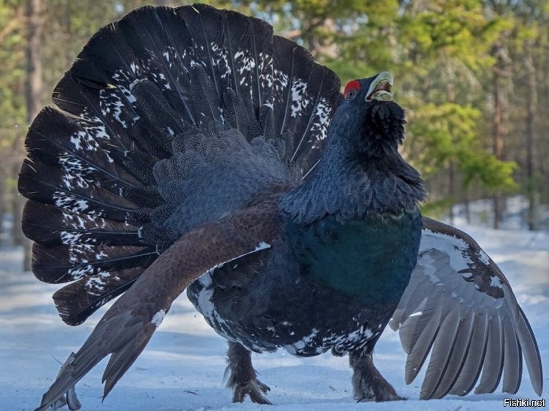 Солянка от 03.12.2021