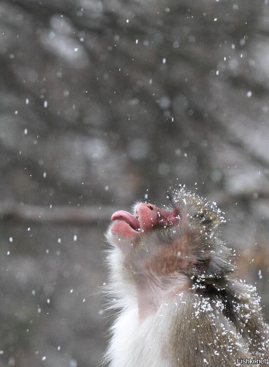 Солянка от 03.12.2021