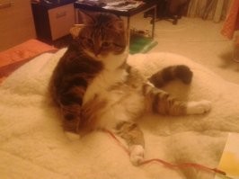 Моя Кошечка умерла, 8 ноября.... очень грустно....  Скучаю по ней ...