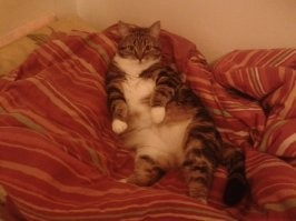 Моя Кошечка умерла, 8 ноября.... очень грустно....  Скучаю по ней ...