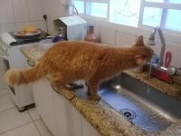 Поилка для кота НА КУХОННОМ СТОЛЕ?
Что за маразм?