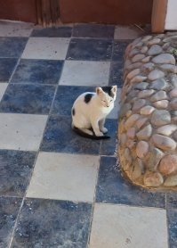 В Твиттере нашли собак, которые похожи на знаменитостей как две капли воды