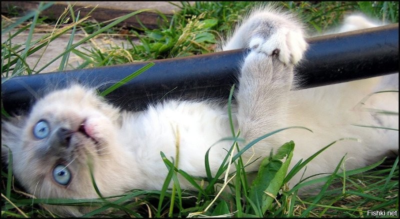 Ух, жестокообращенцы