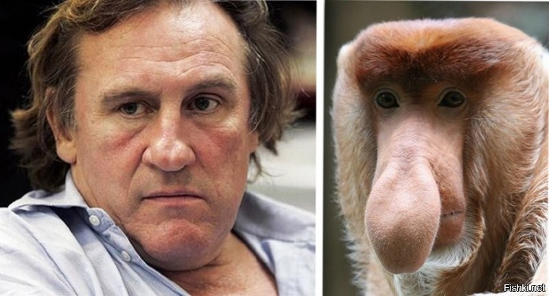 В Твиттере нашли собак, которые похожи на знаменитостей как две капли воды