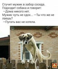 «Азовская судоверфь» отчиталась мэрии о воспитательных беседах с бездомными собаками