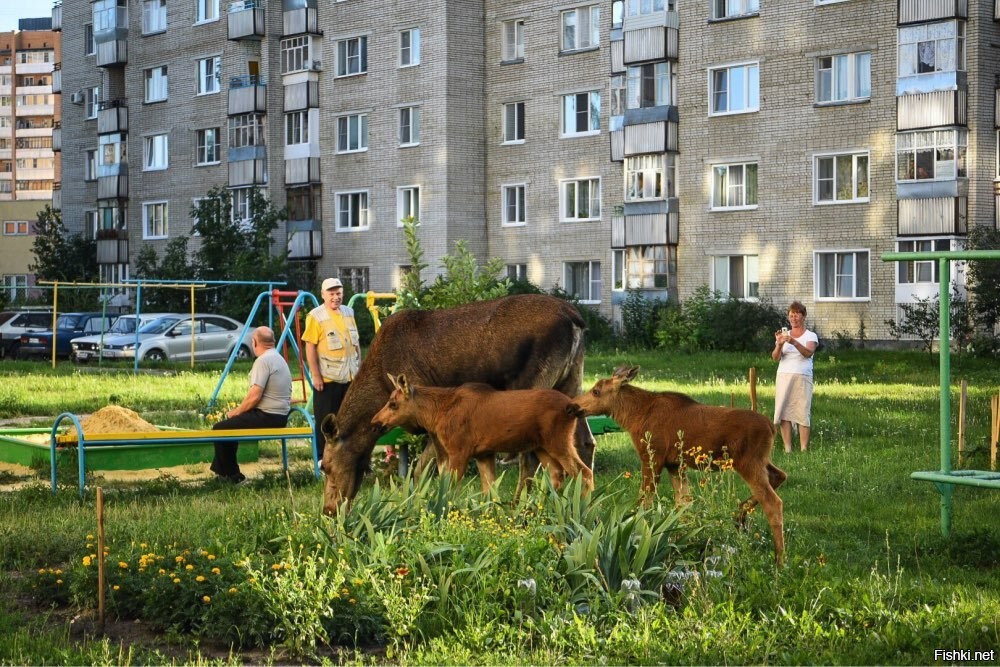 Лоси в заречном фото