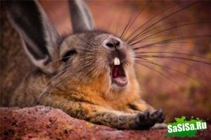 Смешные приколы в воскресенье 