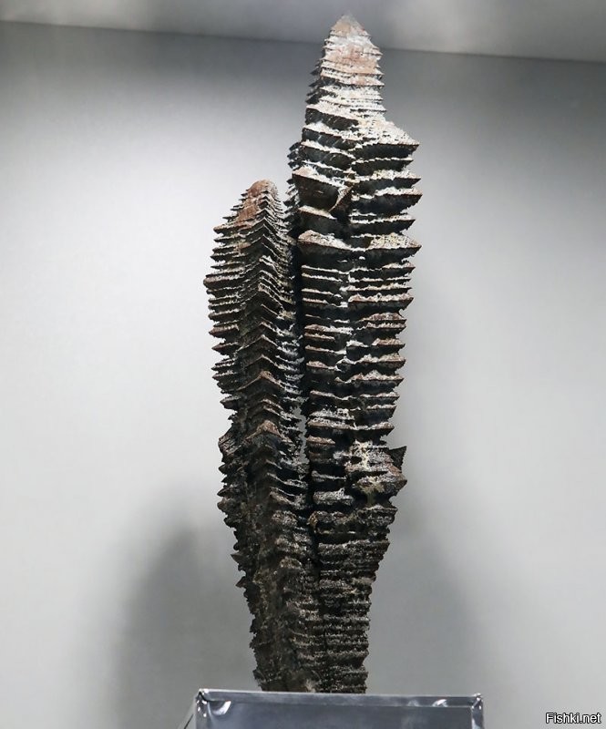 "Самый крупный дендрит, полученный в результате плавки, достигает 39 сантиметров в высоту и весит почти 3,5 килограмма."
Он образовался в слитке весом 100 тонн.