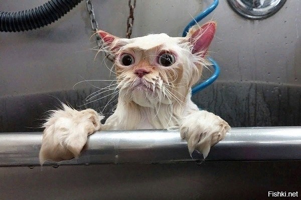 не купай кота было?